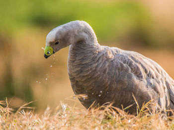 The australian, grey cape barren goose snoting water