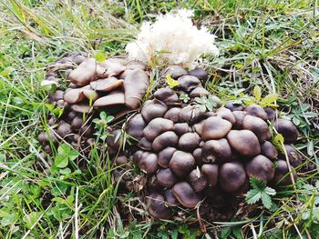 High angle view of mushrooms