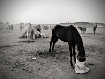 Horses standing in ranch