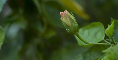 Close-up of flower bud