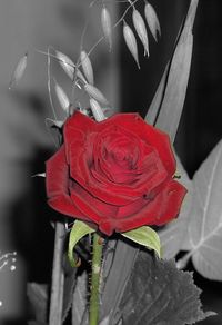 Close-up of red rose