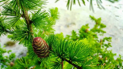 Close-up of leaves on tree