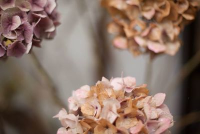 Close-up of pink rose blooming indoors