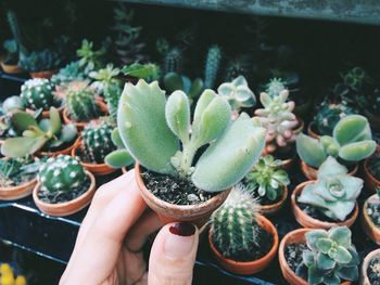 Close-up of woman holding cactus potted plant