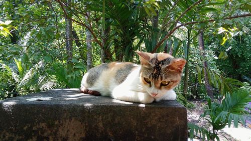 Portrait of cat on tree