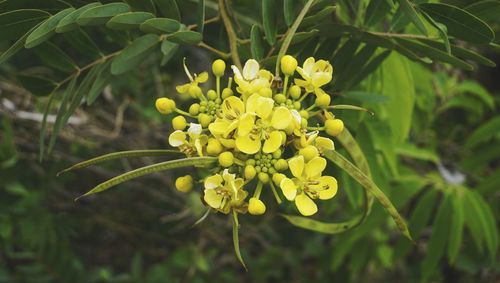 Close-up of yellow flowering plant on field