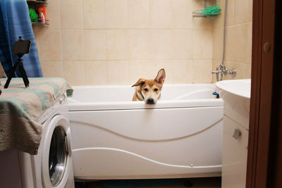 Portrait of dog in bathroom