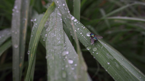 Dew on the leaves