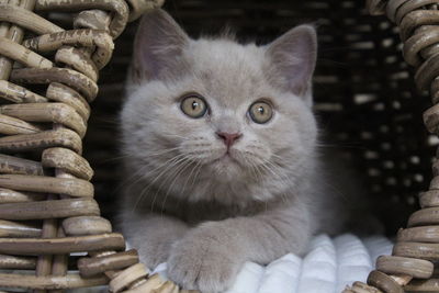 Close-up portrait of cat relaxing in basket