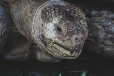 Close-up of lizard