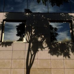 Shadow of trees on the ground