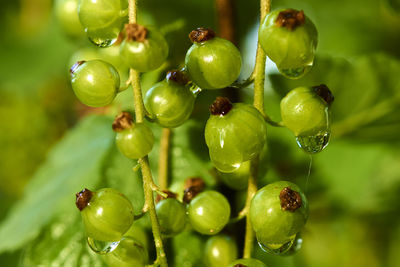 Close-up of berries growing on tree