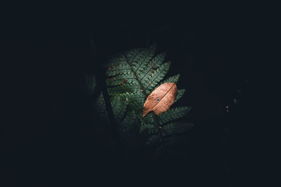 High angle view of plant leaves over black background