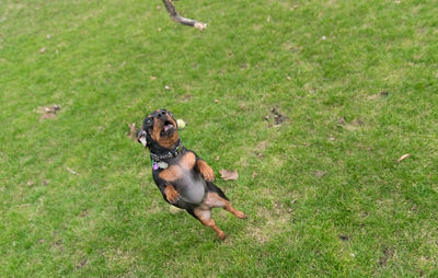 Dog jumping on field