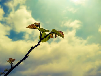 Low angle view of flowering plant against sky