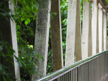 Close-up of bird on railing against trees