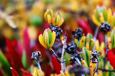 Close-up of red flowering plant