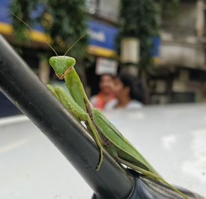 Close-up of grasshopper on leaf