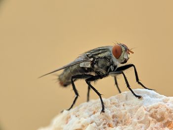 Close-up of fly on rock