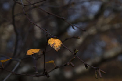 Close-up of dry leaves on branch