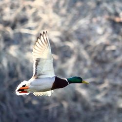 Close-up of seagull flying