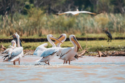 Pelican on shore