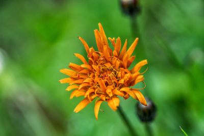 Close-up of orange flower against blurred background