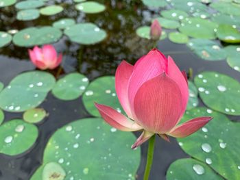 Close-up of pink lotus water lily in pond