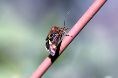 Close-up of insect on twig