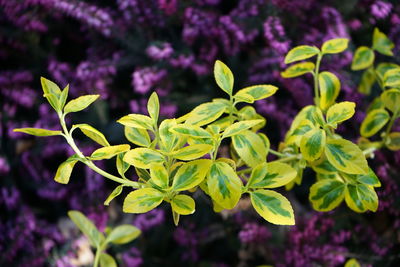 Close-up of green plant