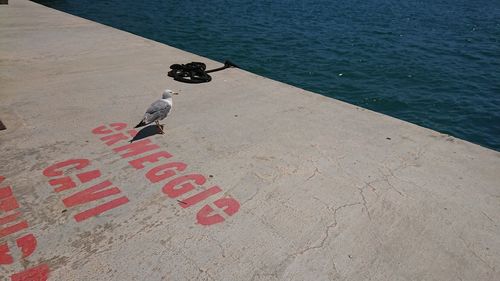 High angle view of birds on the sea