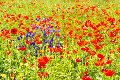 Full frame shot of red poppy flowers in field