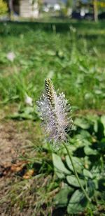 Close-up of purple flowering plant