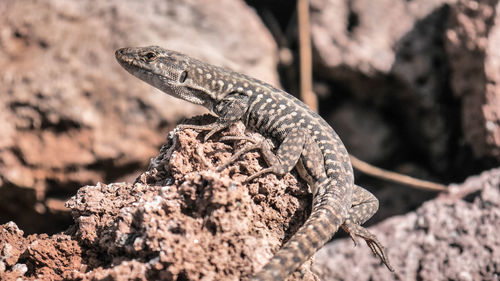 Close-up of lizard on tree