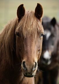 Close-up of a horse