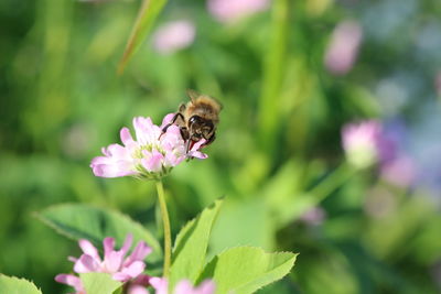 Close-up of bee pollinating on pink flower