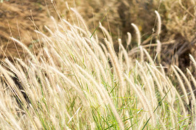 Close-up of wheat growing on field