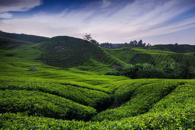 Scenic view of agricultural field against sky