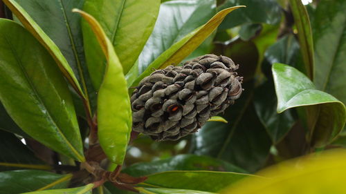 Detail shot of plants