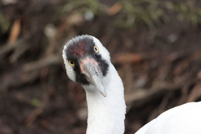 Close-up of bird