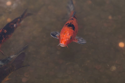 High angle view of fish swimming in water