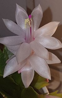 Close-up of white orchid