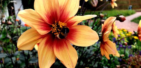 Close-up of flowering plant in park