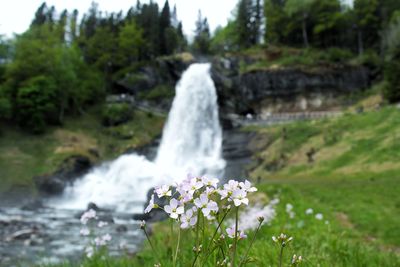 Scenic view of waterfall