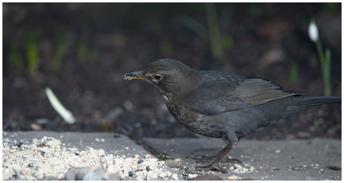 Close-up of bird eating