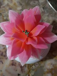 Close-up of pink flower