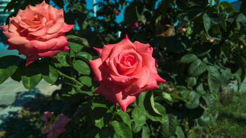 Close-up of red rose