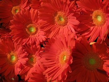 Full frame shot of red flower