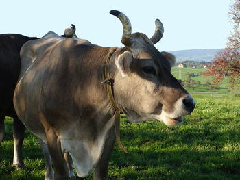 Close-up of cow standing on field against clear sky