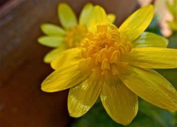 Close-up of yellow flower